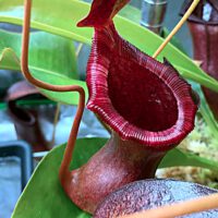 Carnivorous Plants