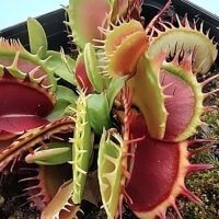 Venus Flytrap