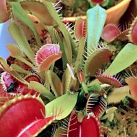 Carnivorous Plants