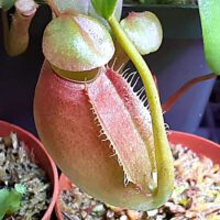 Carnivorous Plants