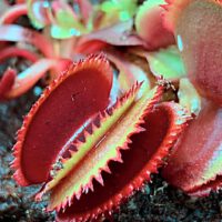 Carnivorous Plants