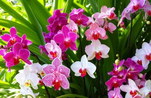 Orchids