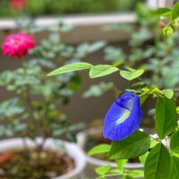 Apartment Gardening