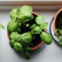 Container Gardening