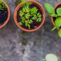 Container Gardening