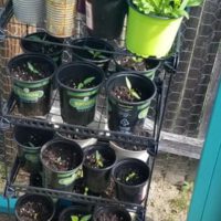 Container Gardening