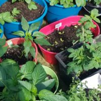 Container Gardening