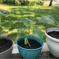 Container Gardening