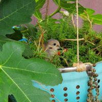 Container Gardening