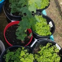 Container Gardening