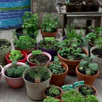 Herb Gardening