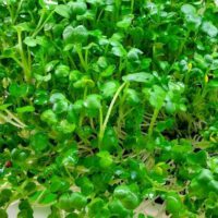 Which Microgreens Regrow After Cutting?