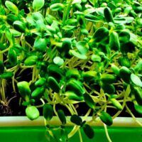 Which Microgreens Are the Healthiest?