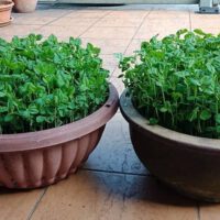 What Are the Best Microgreens?