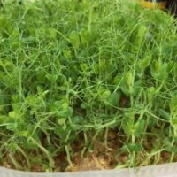 Where Do You Store Microgreens?