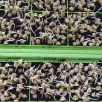 What Microgreens Can I Grow At Home?