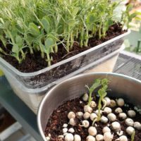 What is the Best Soil For Microgreens?