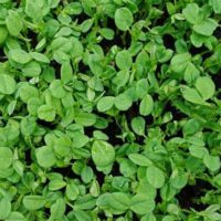 What Can I Do With Microgreens?