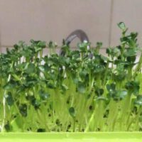 What Are the Health Benefits of Microgreens?