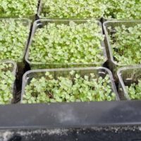 What Are the Best Selling Microgreens?