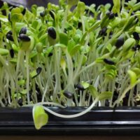 Is it Better to Grow Microgreens in Water or Soil?