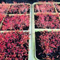 Microgreens