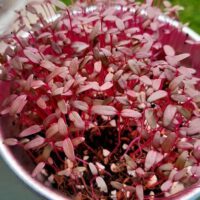 Microgreens