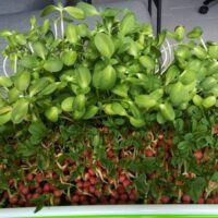 Microgreens