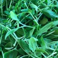 Microgreens