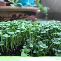 Microgreens