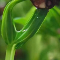 Microgreens