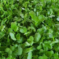 Microgreens