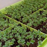 Microgreens