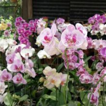 Do Orchids Like Big Or Small Pots?