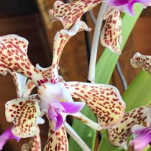 Do Orchids Like Misting?