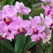 Growing orchids for beginners