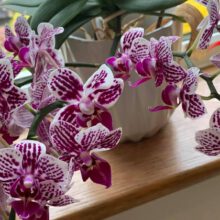 Do Orchids Need To Be Reported?