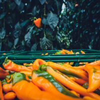 Vegetable Gardening