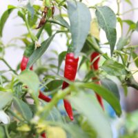 Vegetable Gardening