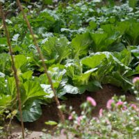 Vegetable Gardening