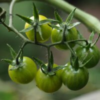 Vegetable Gardening