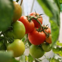 Vegetable Gardening