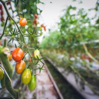 Vegetable Gardening