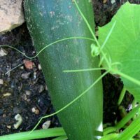 Vegetable Gardening