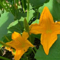 Vegetable Gardening