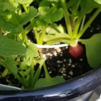 Vegetable Gardening