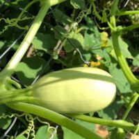 Vegetable Gardening